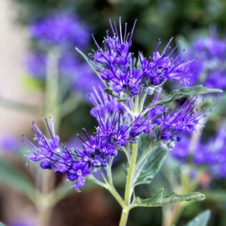 Bartblume 'Dark Knight', blau*