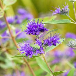 Bartblume, violett*