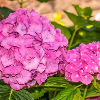 Bauernhortenise, rosa*