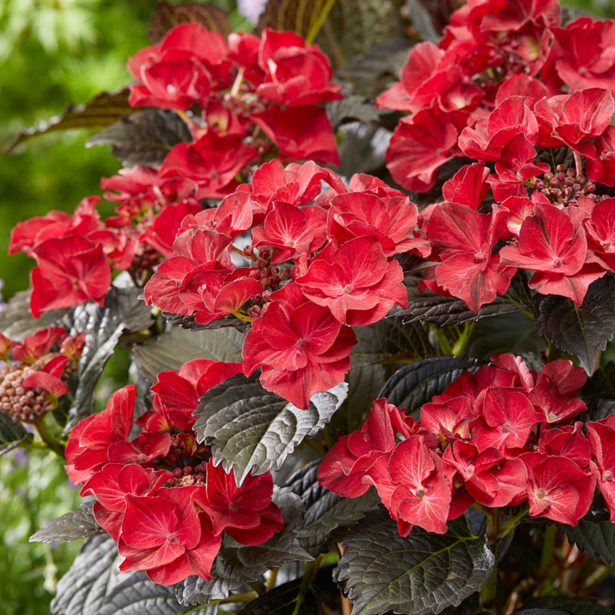 Bauernhortensie 'Black Diamonds After Midnight®', pink*
