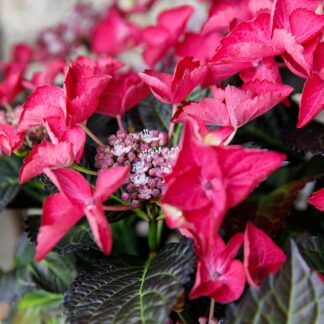 Bauernhortensie 'Black Diamonds Dark Angel®', rosa*