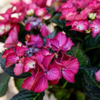 Bauernhortensie 'Black Diamonds Dark Angel®', violett*