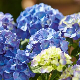 Bauernhortensie 'Diva Fiore®', blau*