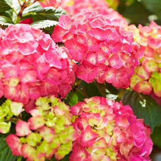 Bauernhortensie 'Diva Fiore®', rosa*