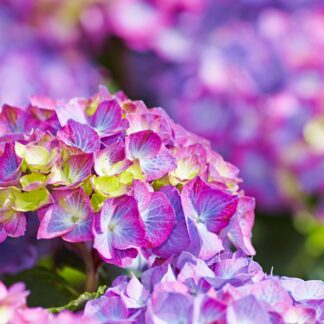 Bauernhortensie 'Diva Fiore®', violett*