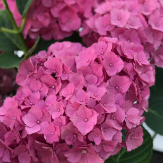 Bauernhortensie 'Early Seduction®', rosa*