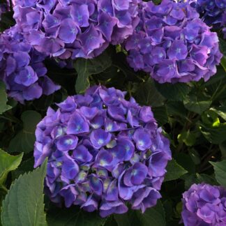 Bauernhortensie Endless Summer® 'Summer Love', violett*