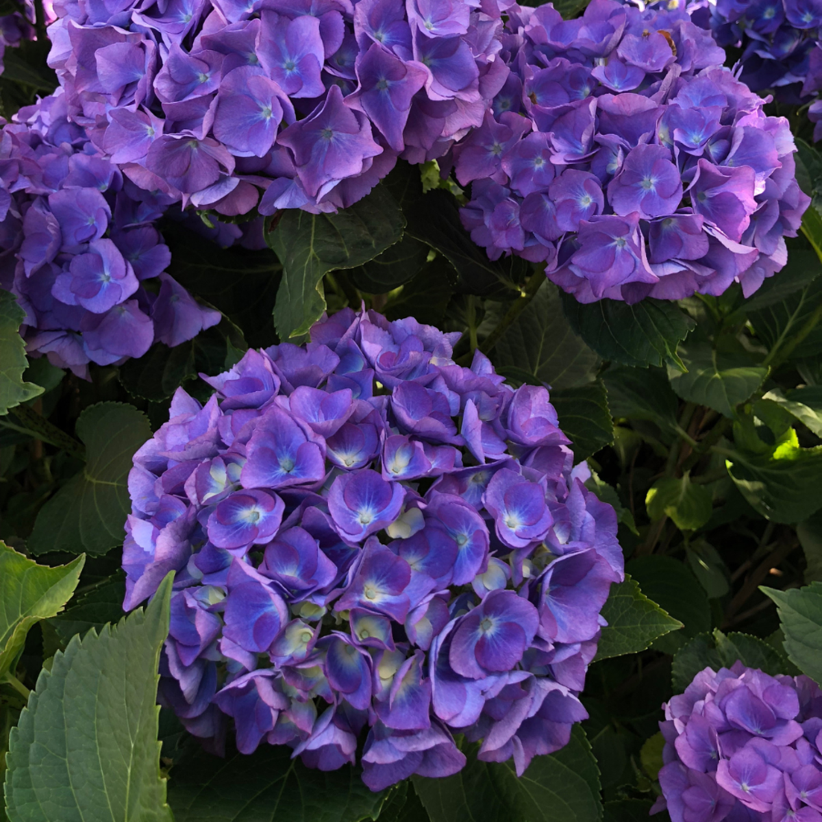 Bauernhortensie Endless Summer® 'Summer Love', violett*