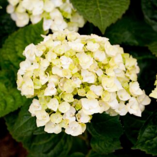 Bauernhortensie Endless Summer® 'The Bride', weiß*