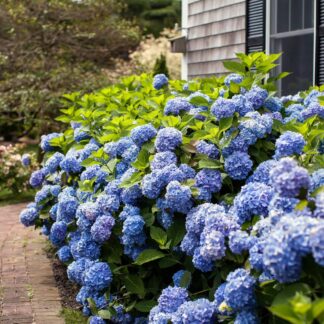 Bauernhortensie Endless Summer® 'The Original', blau*