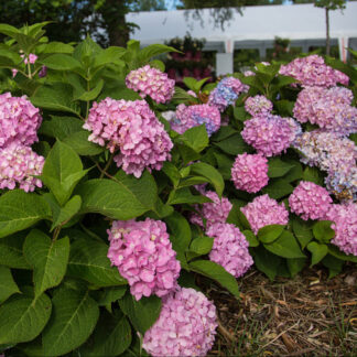 Bauernhortensie Endless Summer® 'The Original', rosa*