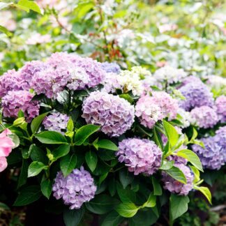 Bauernhortensie 'Forever & Ever®Hortbux', blau*