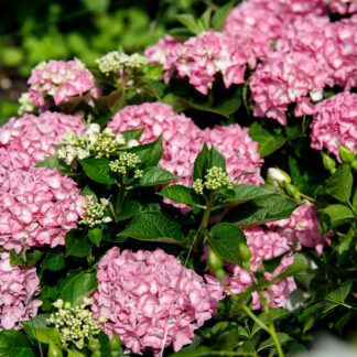 Bauernhortensie 'Forever & Ever®Hortbux', rosa*