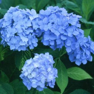Bauernhortensie 'Générale Vicomtesse de Vibraye', blau*
