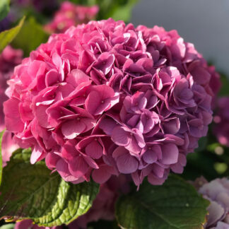 Bauernhortensie 'Intense Seduction®', rot*