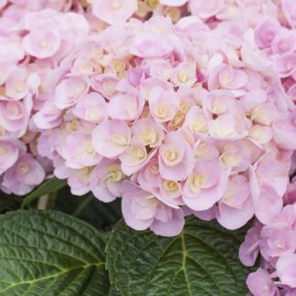 Bauernhortensie 'Love', rosa*