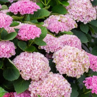 Bauernhortensie 'Magical Four Seasons Jewel®', rosa*