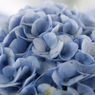 Bauernhortensie 'Magical Revolution®', blau*