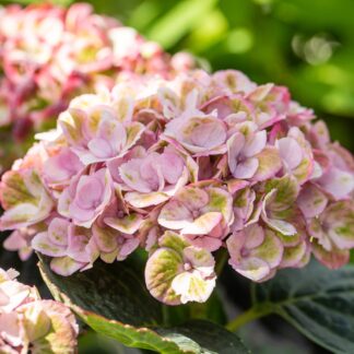 Bauernhortensie 'Magical Revolution®', rosa*