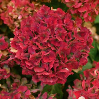 Bauernhortensie 'Magical Ruby Tuesday®', rot*