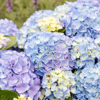 Bauernhortensie 'Music Collection Blue Ballad®', blau*