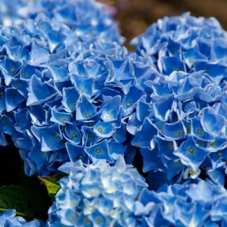 Bauernhortensie 'Music Collection Blue Boogiewoogie®', blau*