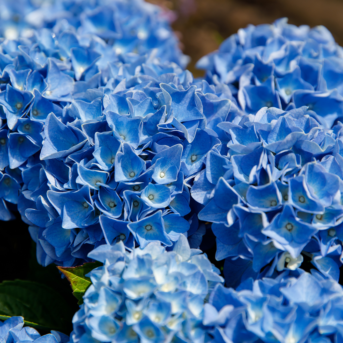 Bauernhortensie 'Music Collection Blue Boogiewoogie®', blau*