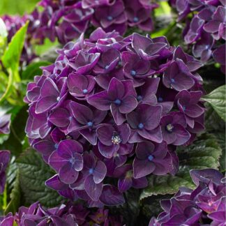 Bauernhortensie 'Music Collection Deep Purple Dance®', violett*