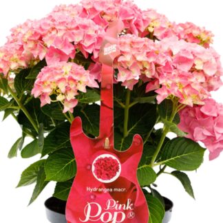 Bauernhortensie 'Music Collection Pink Punk®', rosa*
