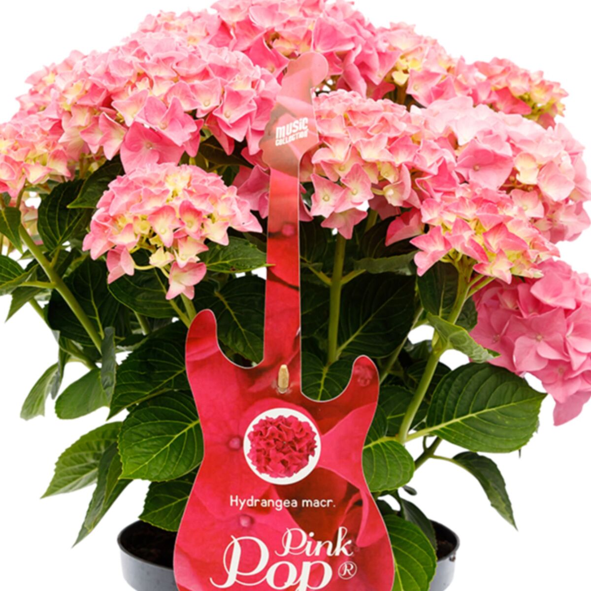 Bauernhortensie 'Music Collection Pink Punk®', rosa*