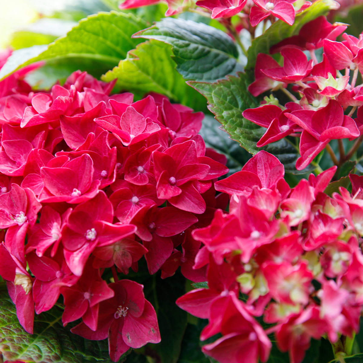 Bauernhortensie 'Music Collection Red Reggae®', rot*