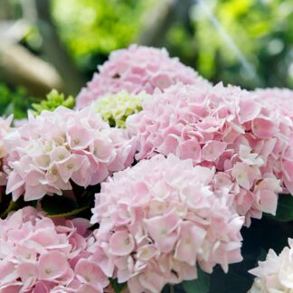 Bauernhortensie 'Music Collection Soft Pink Salsa®', rosa*