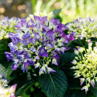 Bauernhortensie Royalty Collection® 'Amor', blau*