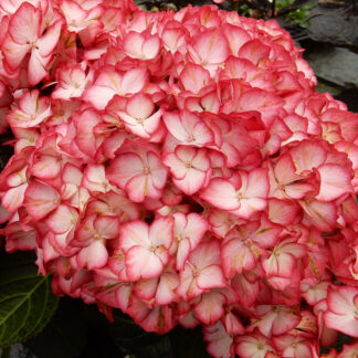 Bauernhortensie Royalty Collection® 'Beauty of Boskoop', rot*
