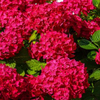 Bauernhortensie Royalty Collection® 'Fire Wings', rot*