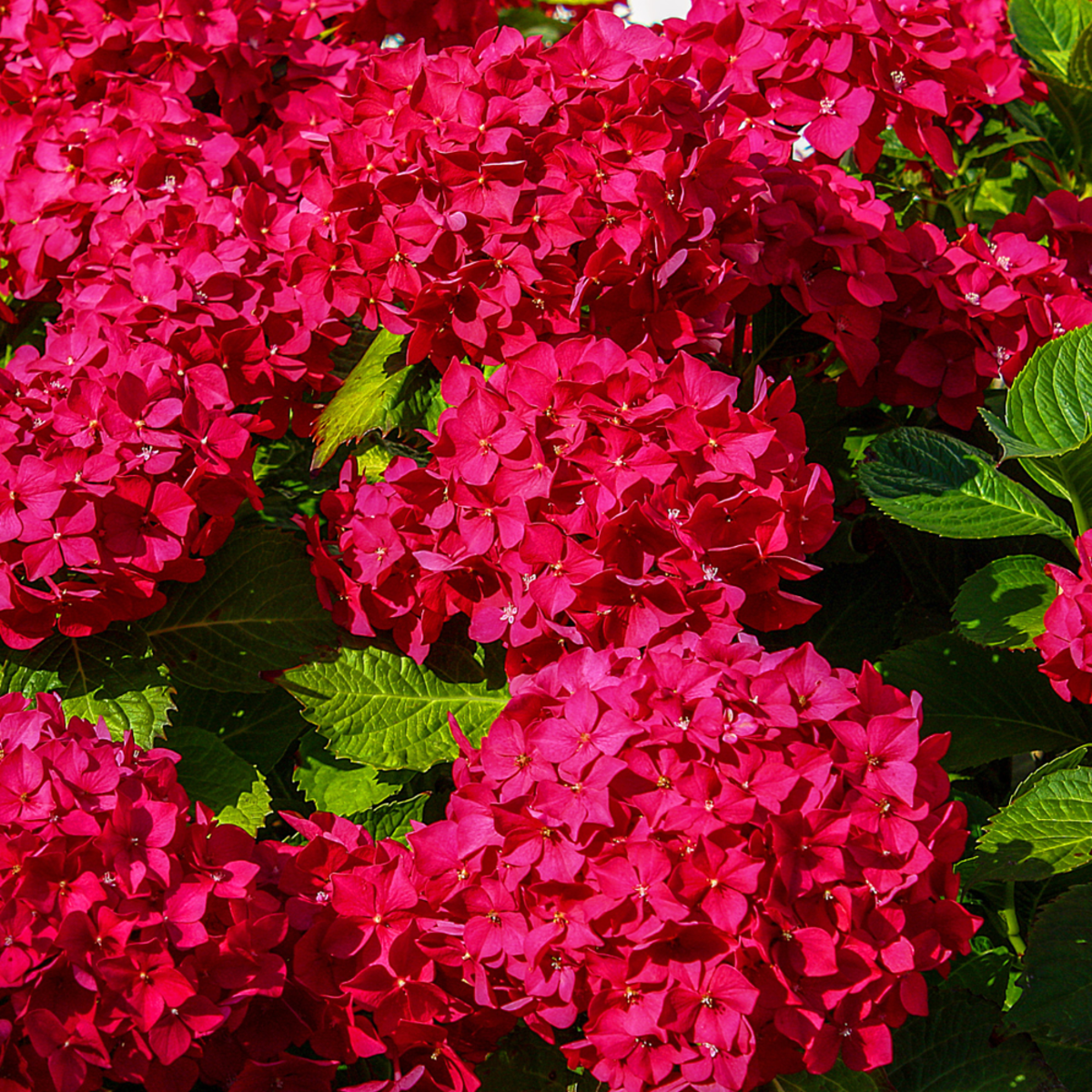 Bauernhortensie Royalty Collection® 'Fire Wings', rot*