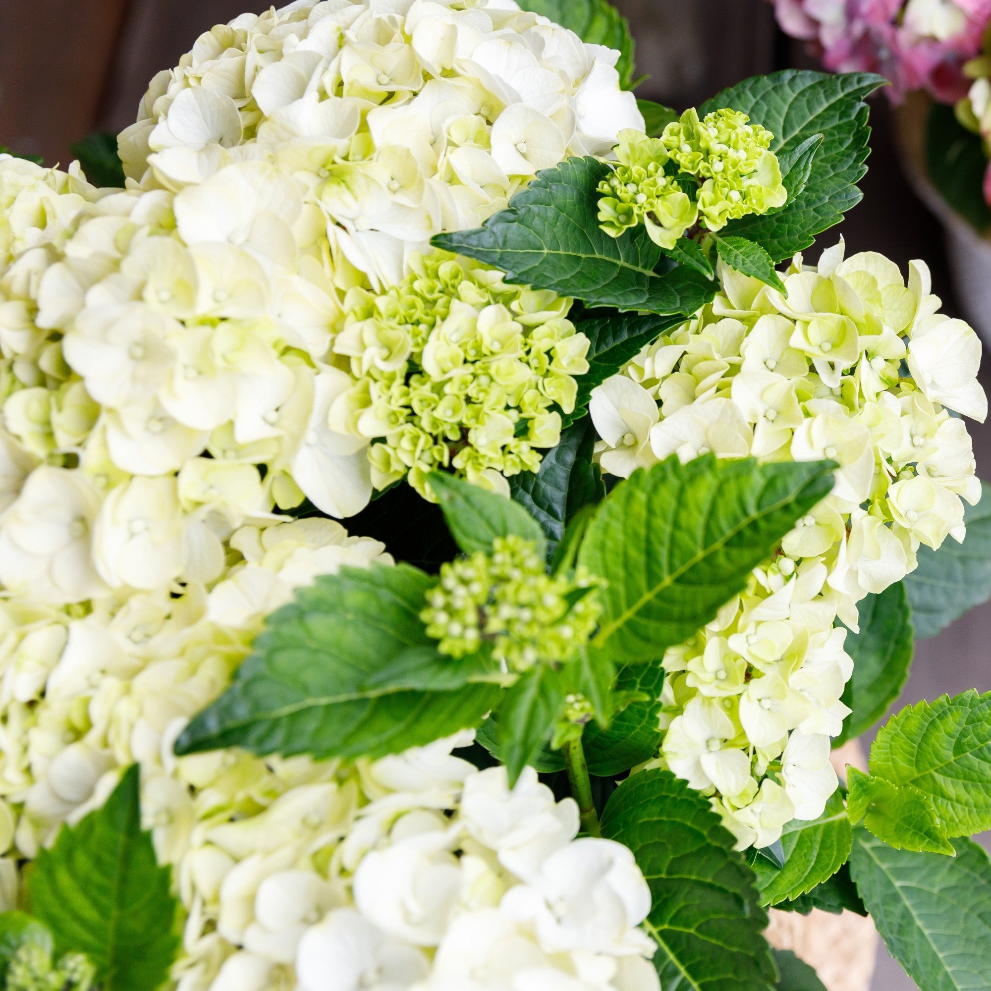 Bauernhortensie Royalty Collection® 'Ice Girl', weiß*