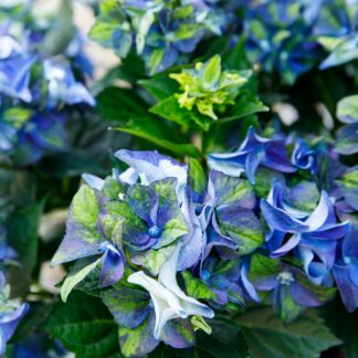 Bauernhortensie Royalty Collection® 'Lady Mata Hari', blau*