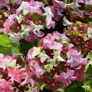 Bauernhortensie Royalty Collection® 'Lady Mata Hari', rosa*