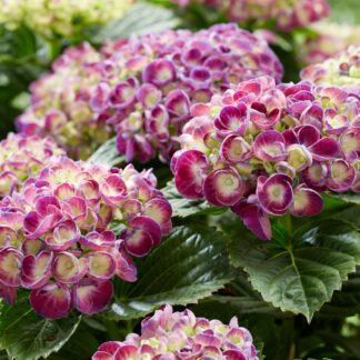 Bauernhortensie Royalty Collection® 'Rosie Blue', blau*
