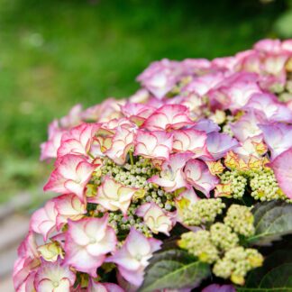 Bauernhortensie Royalty Collection® 'Tiffany', violett*