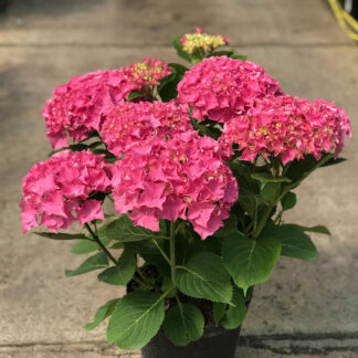 Bauernhortensie 'Rubis Seduction®', rot*