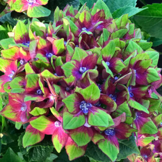 Bauernhortensie 'Schloss Wackerbarth®', bunt*