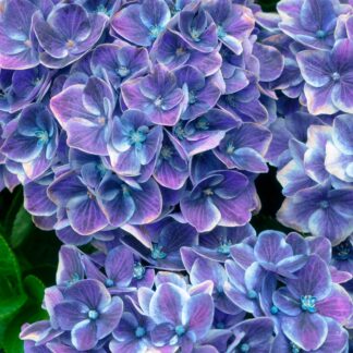 Bauernhortensie 'Switch®', blau*