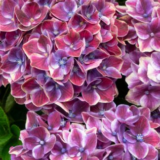 Bauernhortensie 'Switch®', pink*