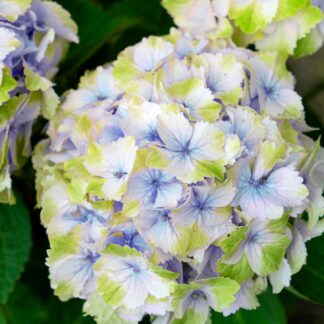 Bauernhortensie 'Switch®', weiß*