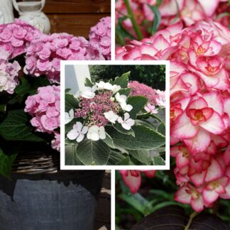 Bauernhortensien-Set, 3 Pflanzen, 3 Pflanzen, rosa*