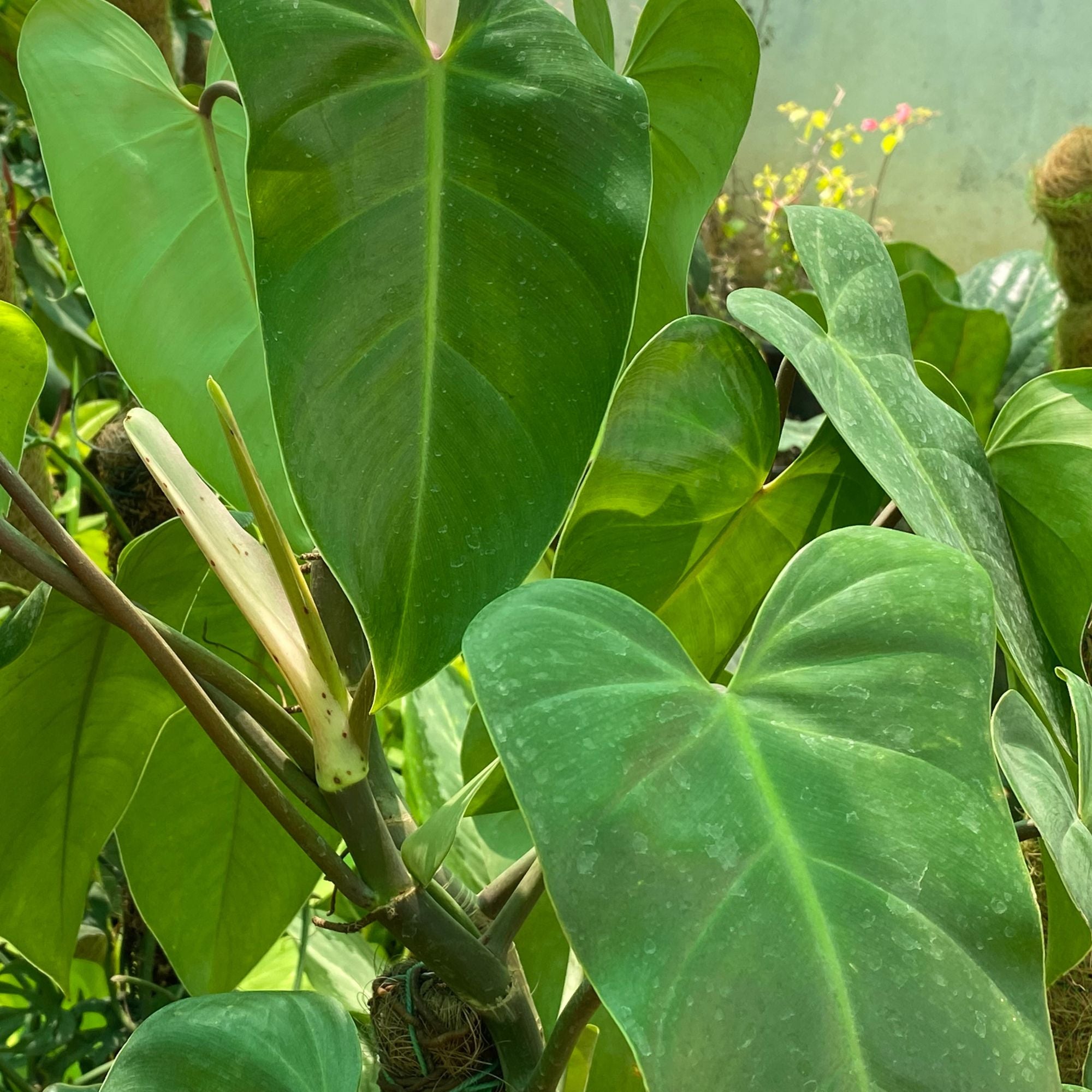 Baumfreund 'Billietiae'*