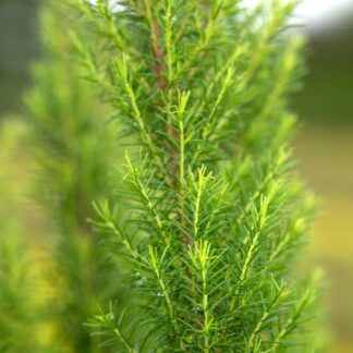Baumheide 'Kermit', weiß*
