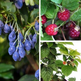 Beeren-Set "4-Monats-Ernte“, 3 Pflanzen, weiß*